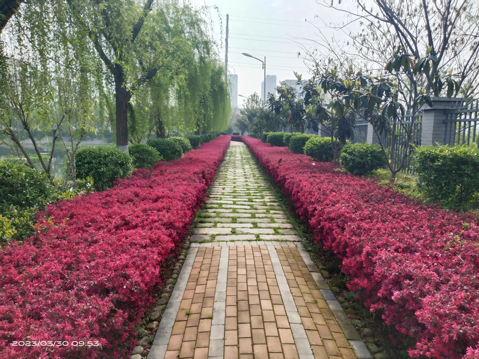 1709108882534626.jpg 孝南區(qū)人民檢察院維修升級(jí)改造項(xiàng)目-綠化改造 (2)(1).jpg